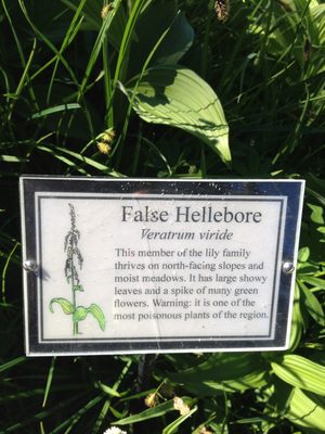 This plant was not blooming the way we saw at the top of...